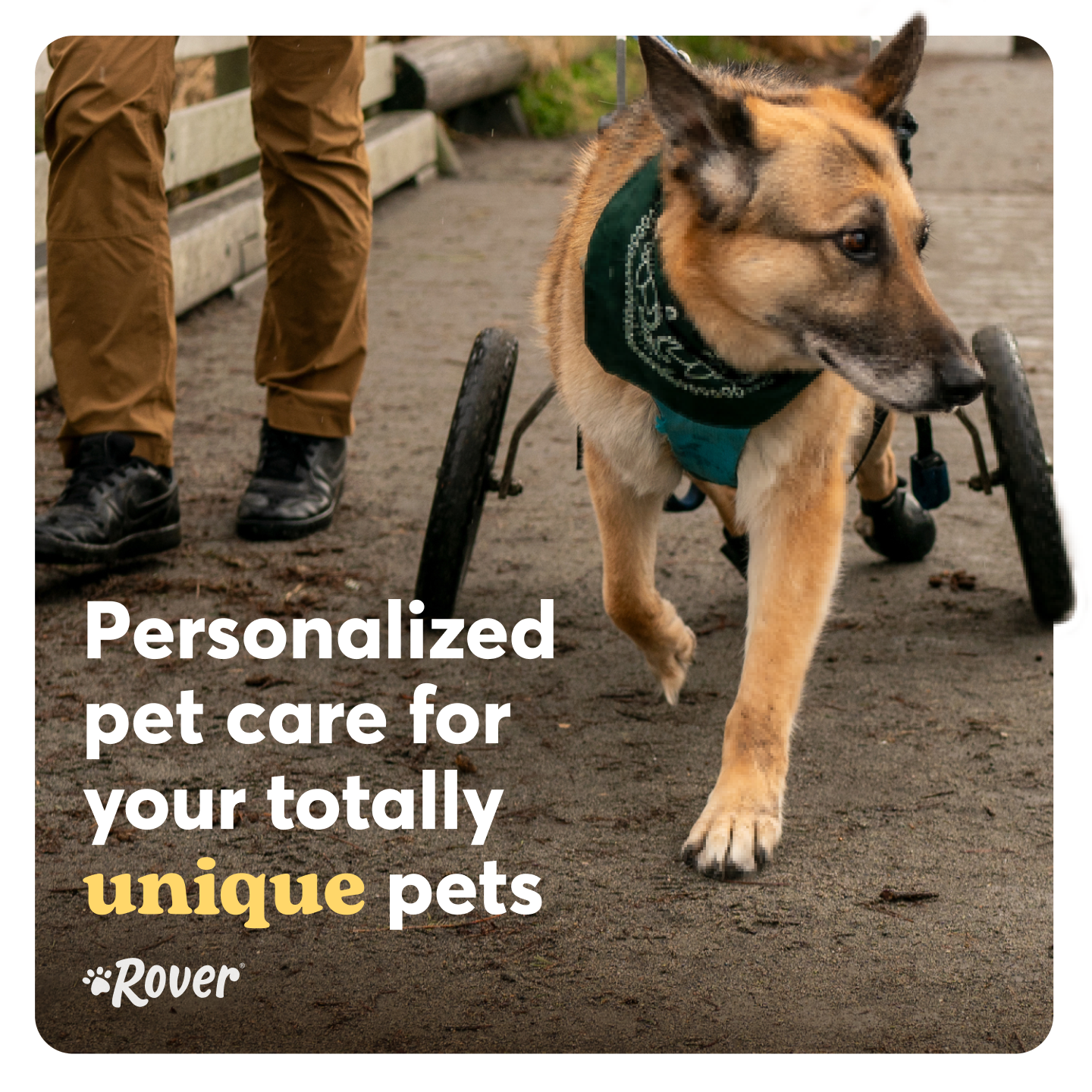 Pets Facebook ad example 37: Find Pet Sitters & Dog Walkers Now
