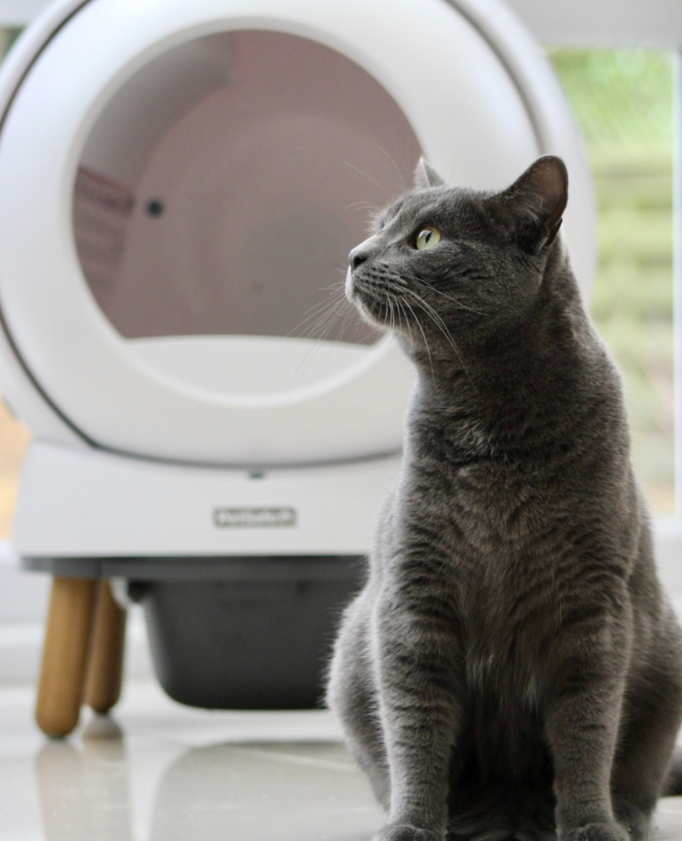 Pets Facebook ad example 48: 