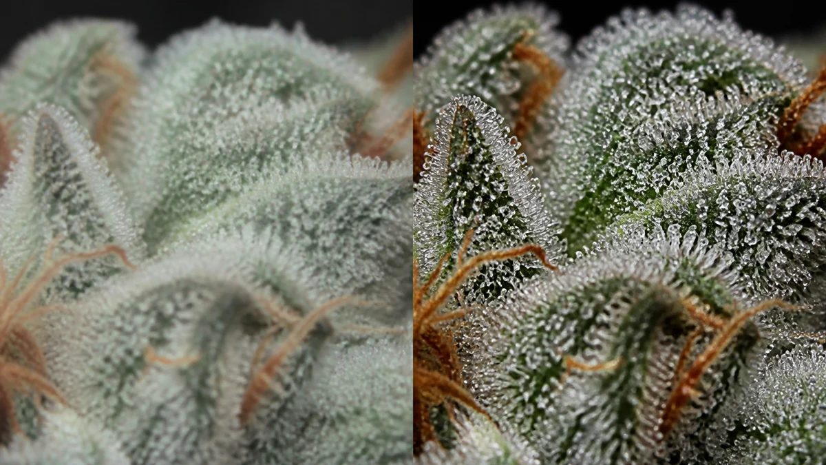 Illustrative before and after macro cannabis flower trichome photo, left side soft hazy frost, right side sharp distinct crystalline detail after an upscale and sharpen correction