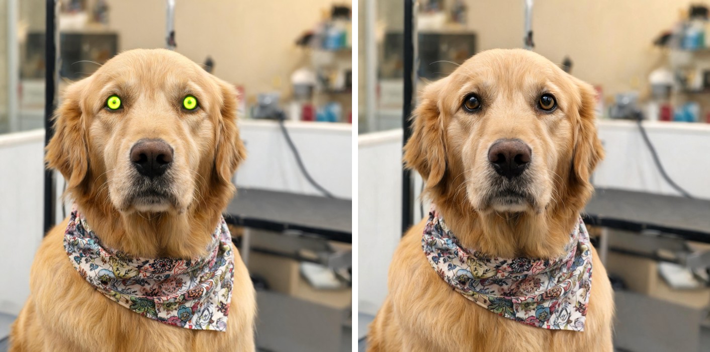 Before and after: a freshly groomed golden retriever with flat glowing green-yellow eyeshine discs in both eyes (left), corrected to natural dark pupils and visible iris detail (right), same dog, same bandana, same background.