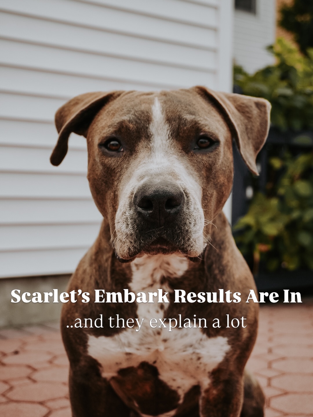 Pets Facebook ad example 43: Breed + Health Dog DNA Test