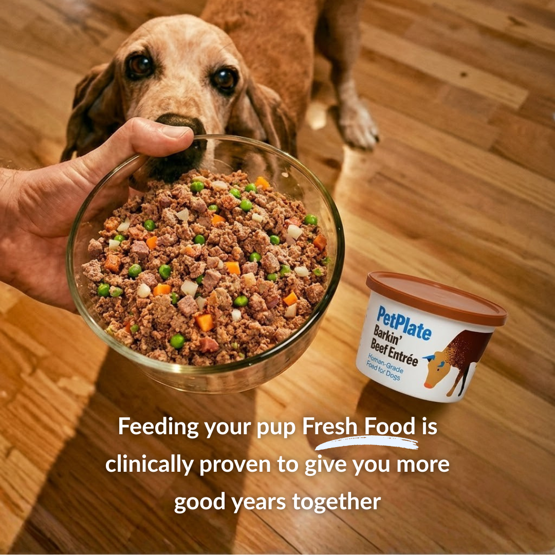 Pets Facebook ad example 29: Fresh Dog Food Delivered To Your Door